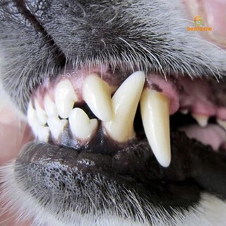 bh pet spray perro cuidado oral mal aliento limpieza de dientes ambientador removedor de placa (7)