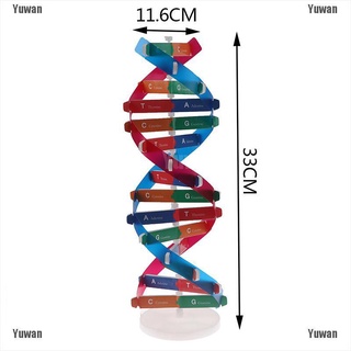 <Yuwan> Human Genes Dna Models Double Helix Science Toys Teaching Learning Education Toy