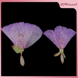 12pcs flor seca prensada real godetia (1)