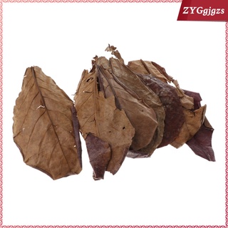 10 hojas de almendras indias catappa betta gouramis camarones fácil de usar (1)