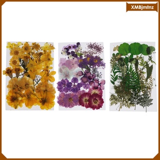 natural real prensado flores secas diy scrapbook decoraciones (6)