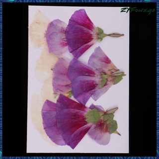 12 piezas naturales prensadas flores secas godetia diy artesanía (4)