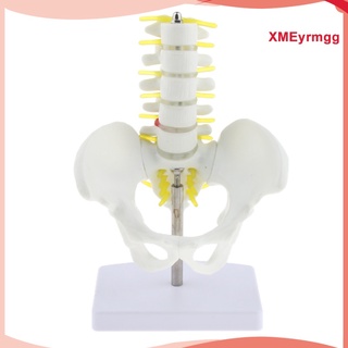 modelo de columna lumbar 1:1 humano esqueleto modelo