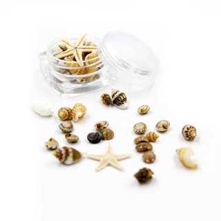 SPT pequeño Natural playa concha de mar estrella de mar náutica decoración de joyería de vidrio DIY rellenos de uñas arte de resina rellenos de joyería (1)