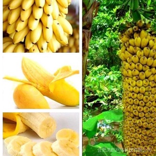 100 Pzs Semillas De Plátano Enano Raras Mini Bonsái Exóticas Para El Hogar Plantas FzaC (8)