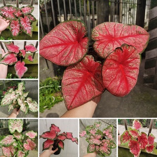 100 Pzs Semillas De Plantas De Caladio Bicolor Raras Bonsai Para Decoración De Jardín (1)