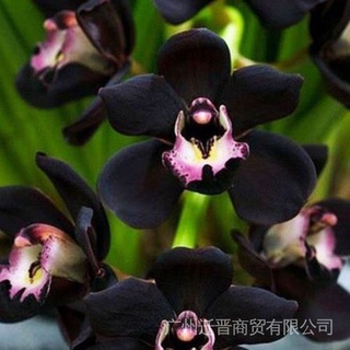 10 Pzs Semillas Raras De Flor De Orquídea Faberi Negro Cymbidium Jardín Bonsai R2a8 (7)